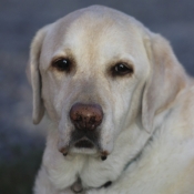 Marley
